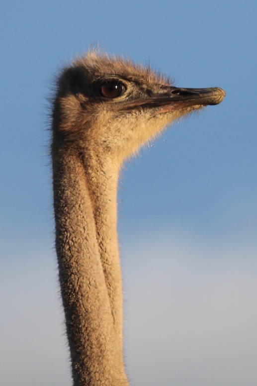 female ostrich head